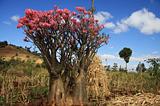 Ethiopia - 389 - Bottle tree